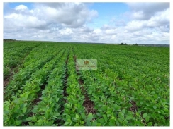 Fazenda de soja, com 700 hectares), aproveitamento para soja, 448 hectares (63% da área total)