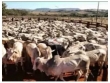 Fazenda com 21000 hectares, com 5000 hectares em p