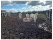 Fazenda na região de São João da Serra - PI. com 8