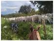 Fazenda na região de Paranã - TO, com área de 5.30