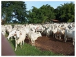 Fazenda com 3.232 hectares, na região de Paranã-TO