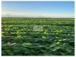 Fazenda na região de Itacajá, com 4.700 hectares, 