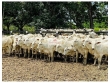 Fazenda com 34000 hectares, na região de Alta Flor