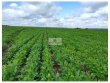  Fazenda com 2500 hectares, com 1700 plantando soj